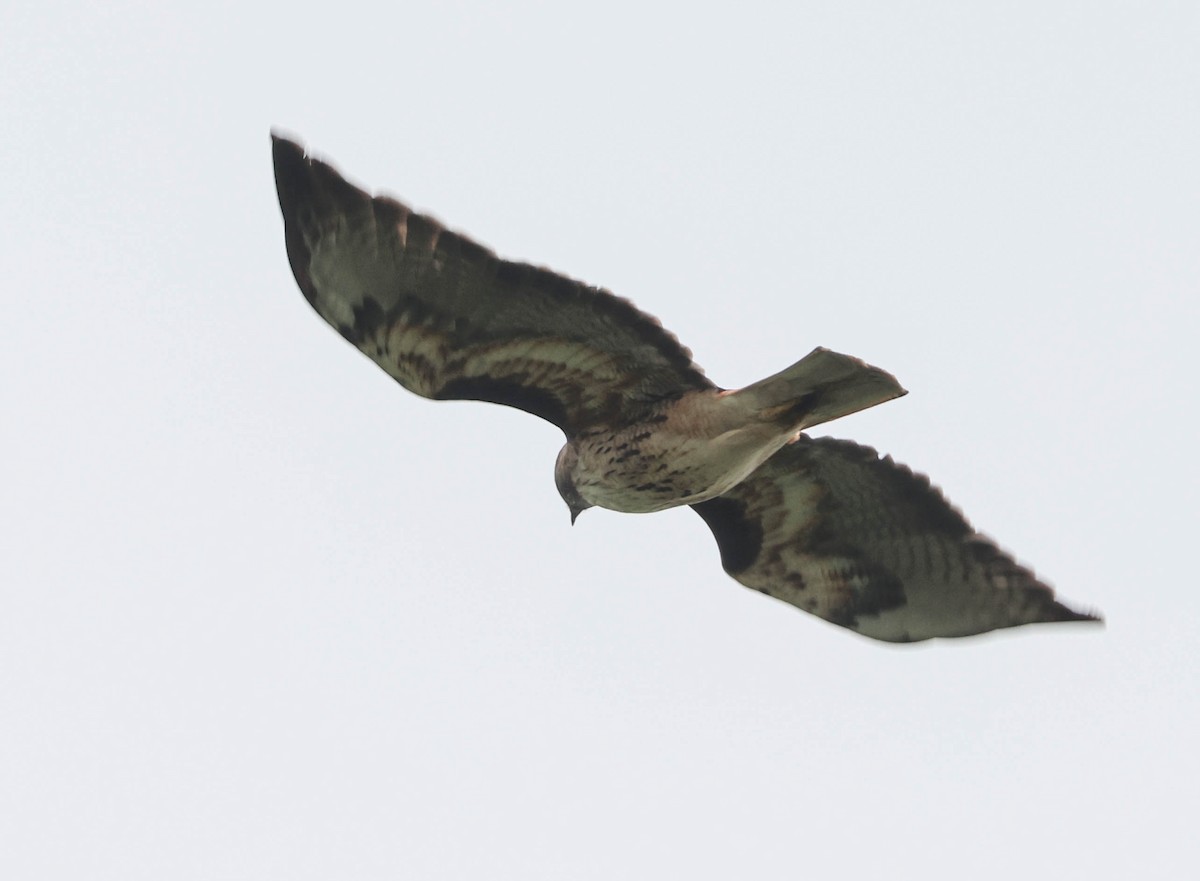 Red-tailed Hawk - ML614971876