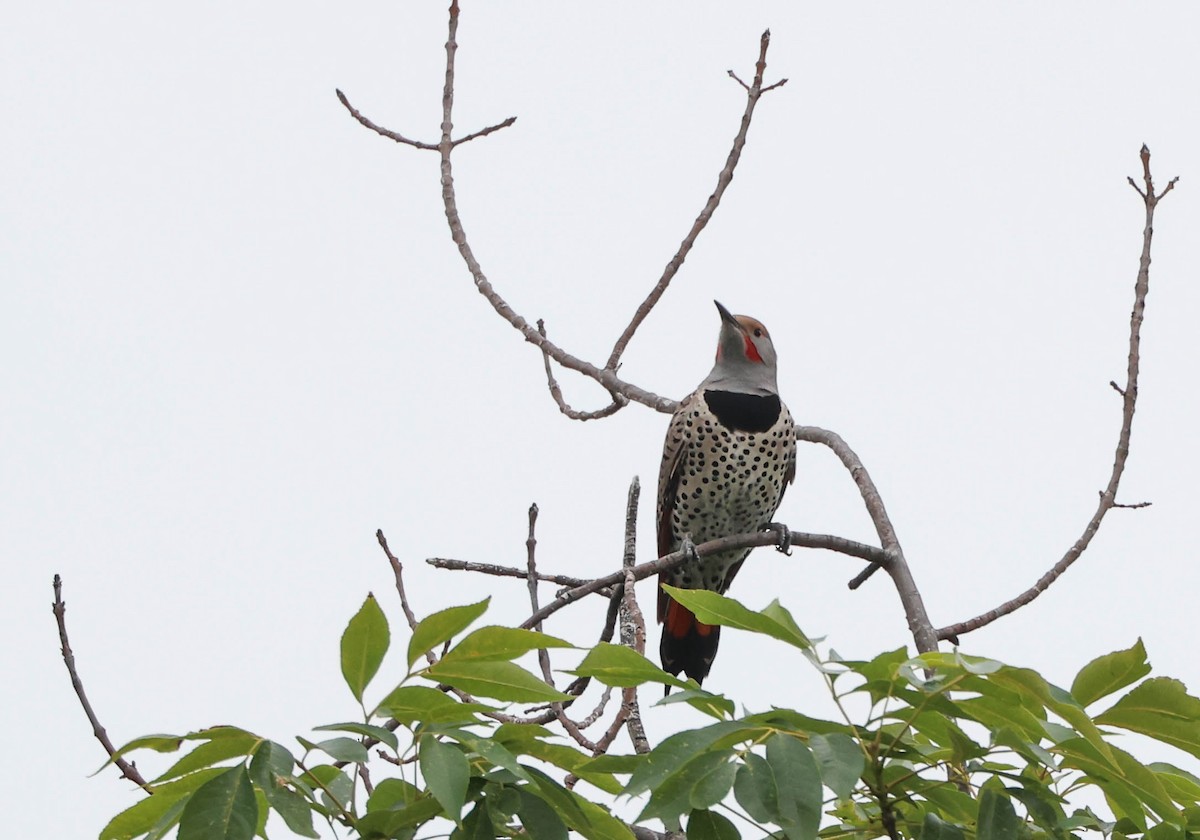 Northern Flicker (Red-shafted) - ML614971911