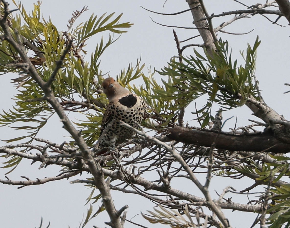Northern Flicker (Red-shafted) - ML614971931