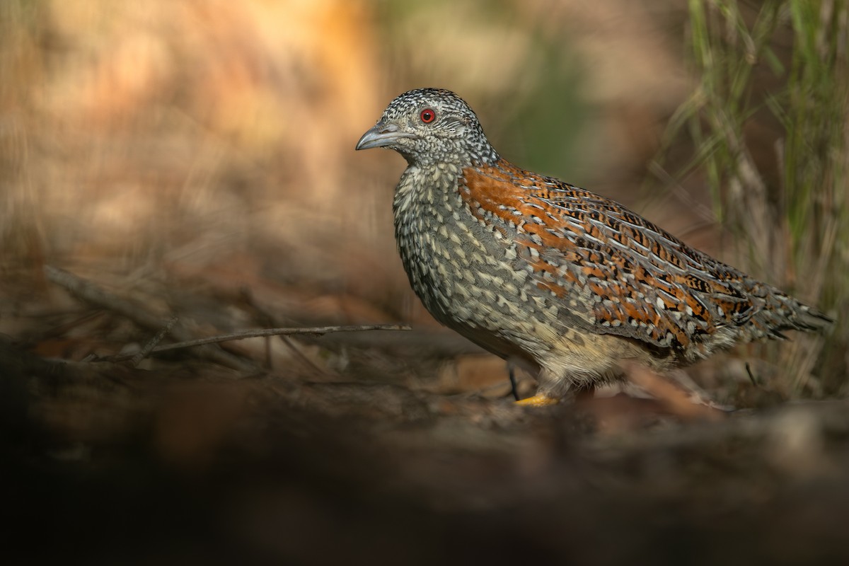 Painted Buttonquail - ML614972027