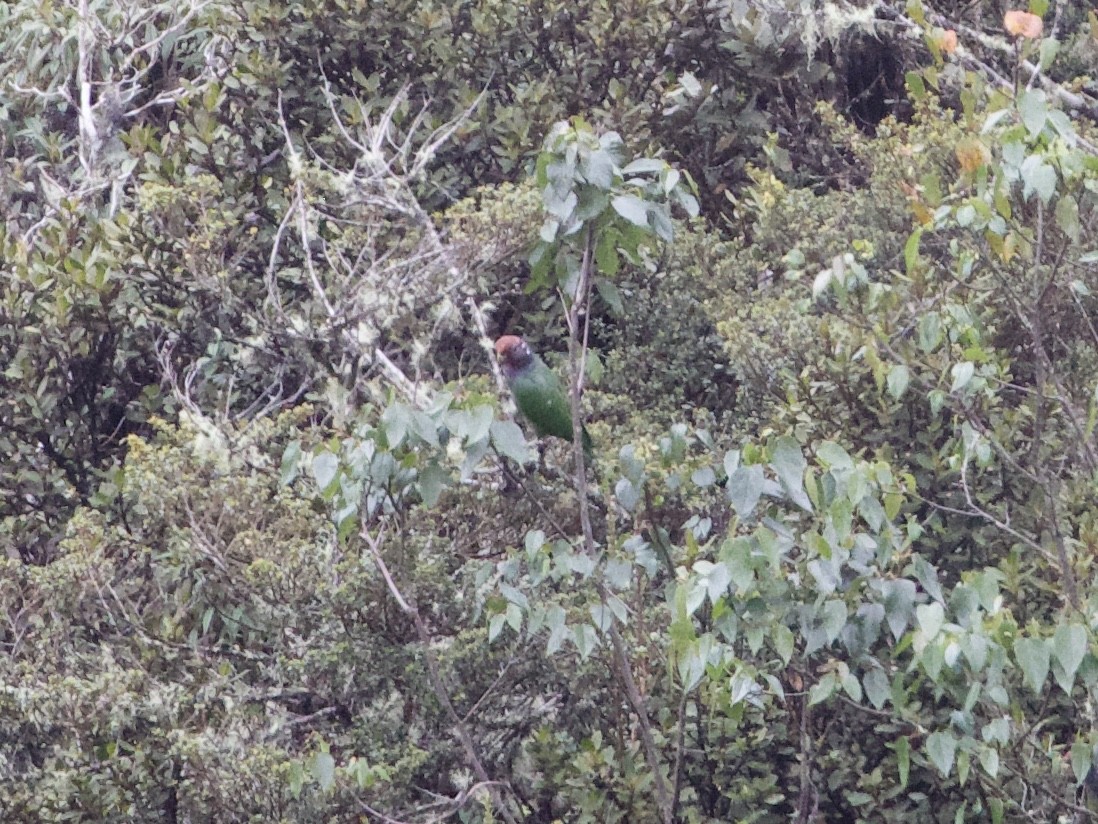 Speckle-faced Parrot - ML614972091
