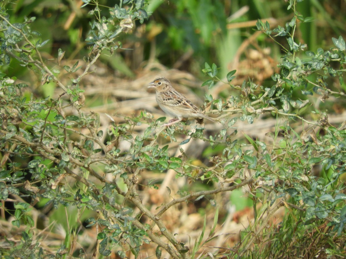 Grasshopper Sparrow - ML614972223