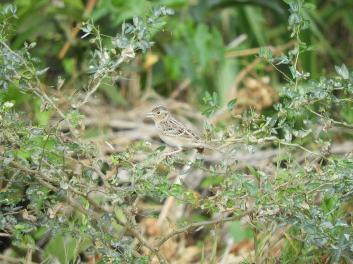 Grasshopper Sparrow - ML614972226