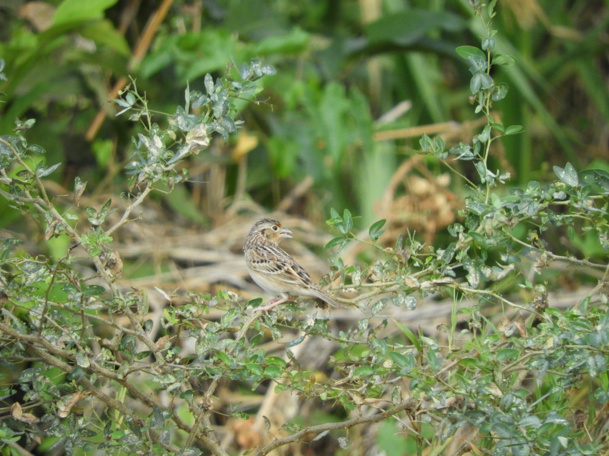 Grasshopper Sparrow - ML614972255