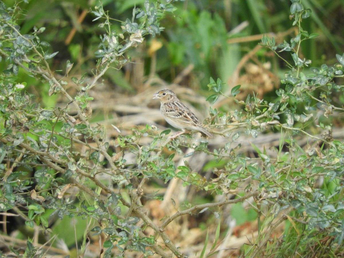 Grasshopper Sparrow - ML614972261