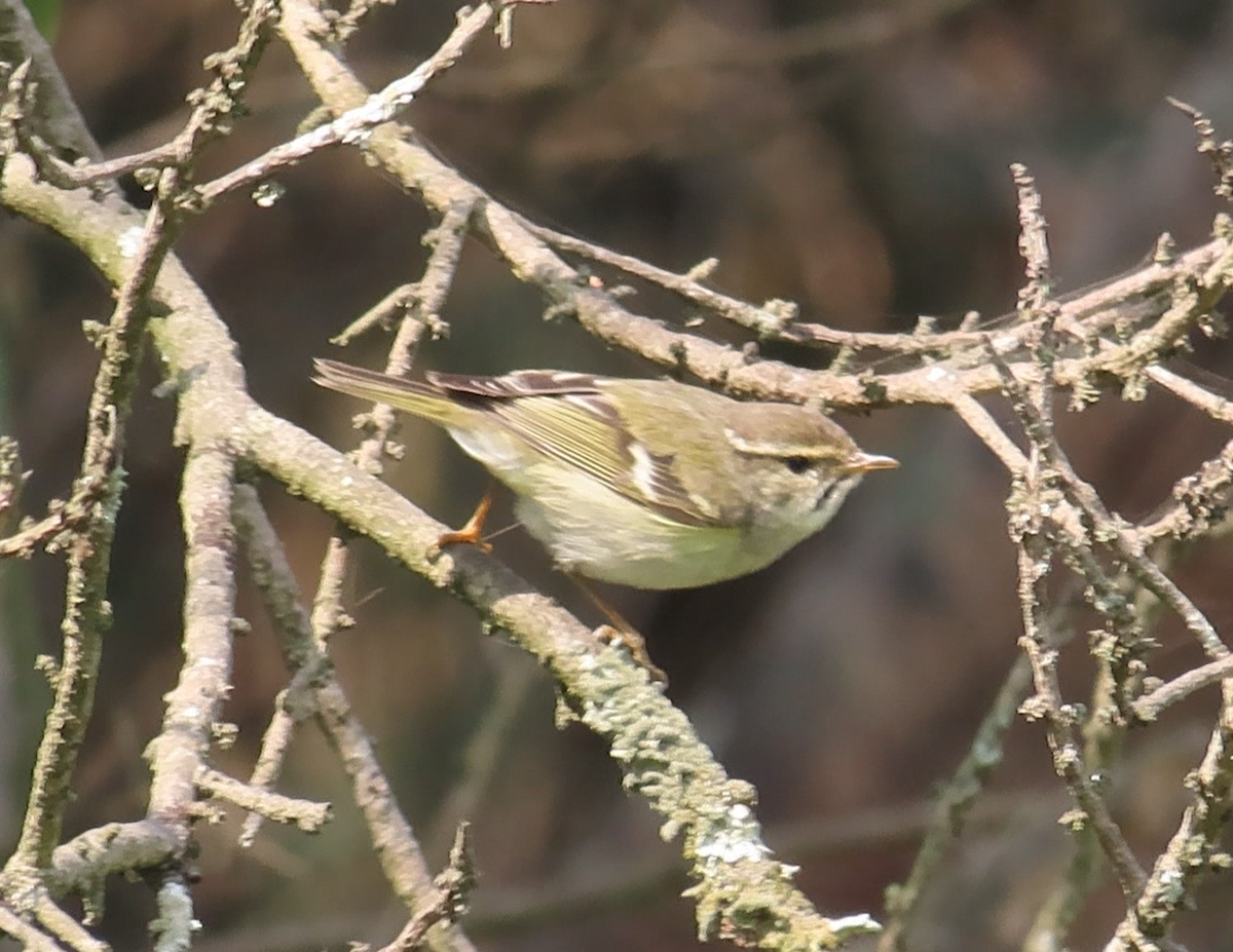 Yellow-browed Warbler - ML614972299