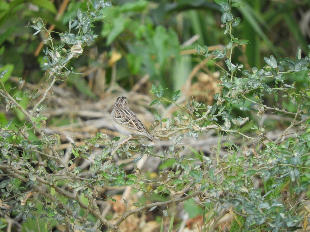 Grasshopper Sparrow - ML614972306