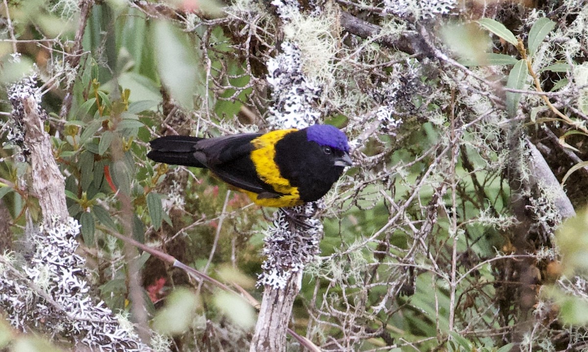 Golden-backed Mountain Tanager - ML614972317