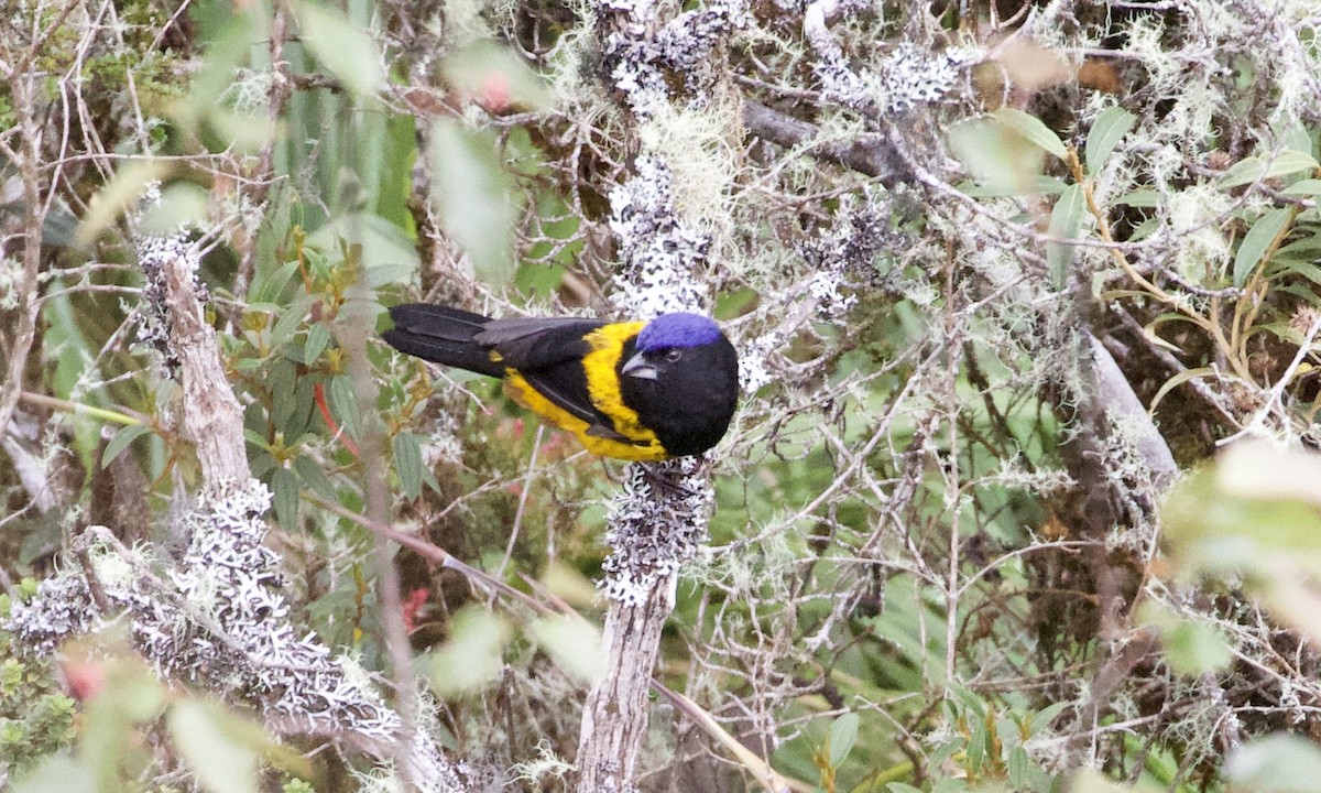 Golden-backed Mountain Tanager - ML614972318