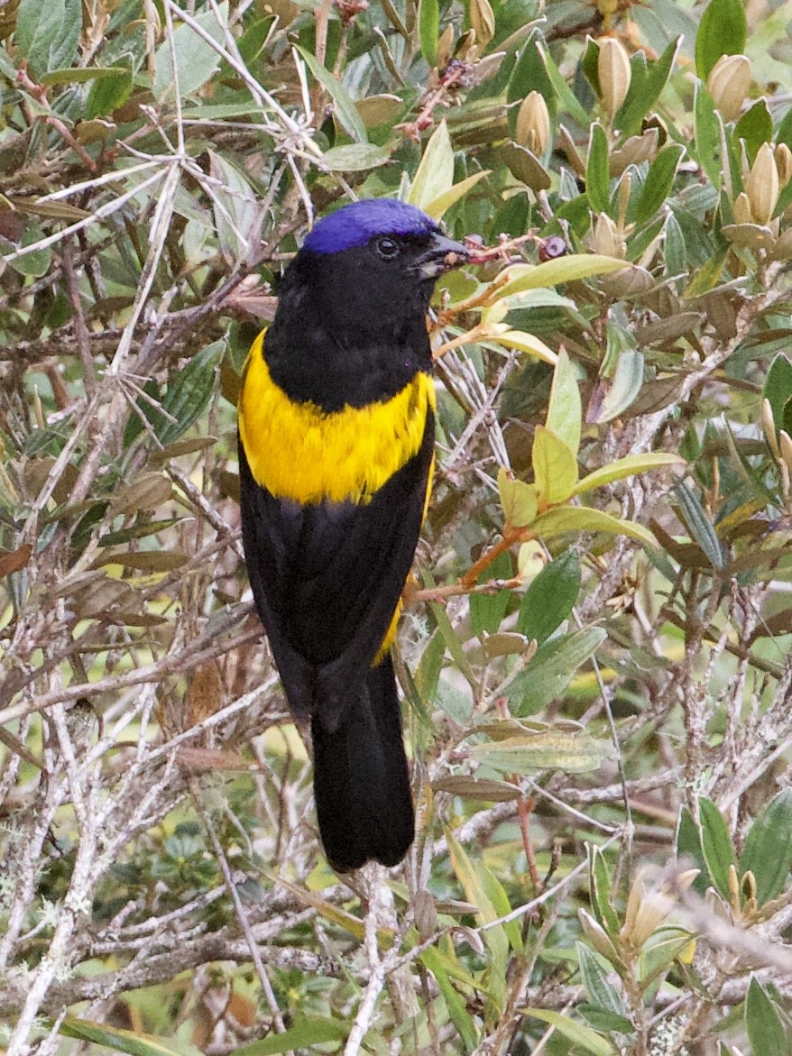 Golden-backed Mountain Tanager - ML614972319