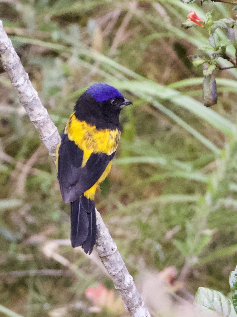 Golden-backed Mountain Tanager - ML614972321