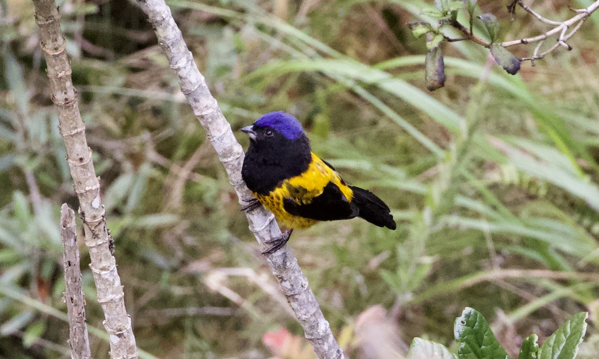 Golden-backed Mountain Tanager - ML614972322
