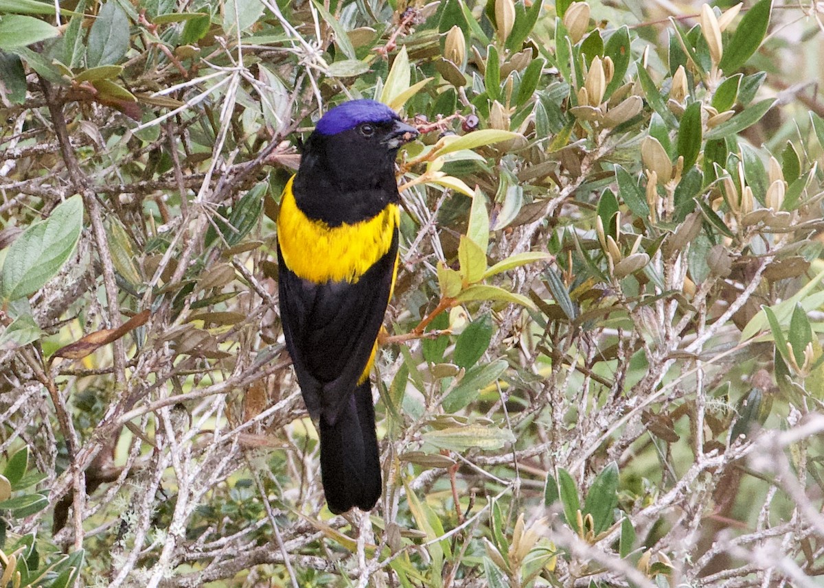 Golden-backed Mountain Tanager - ML614972323