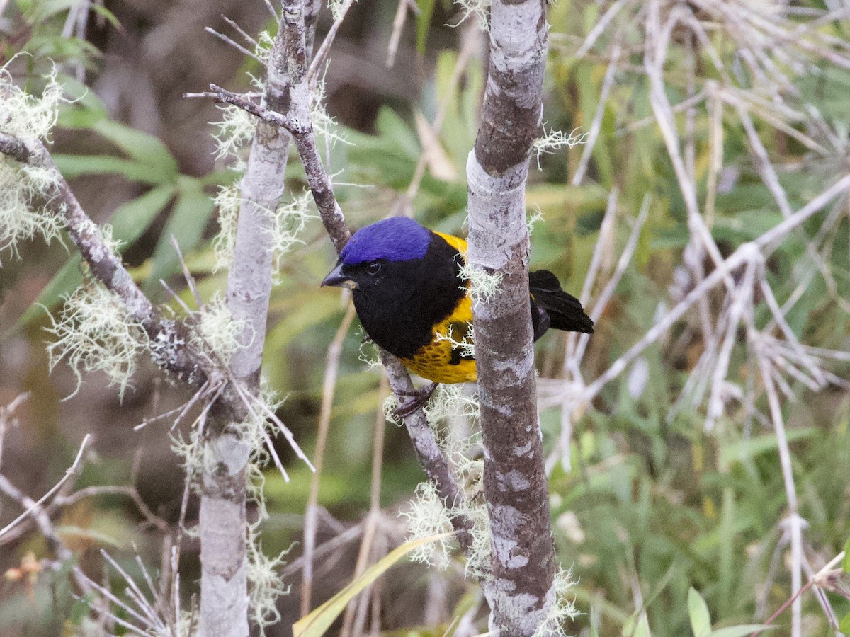 Golden-backed Mountain Tanager - ML614972325