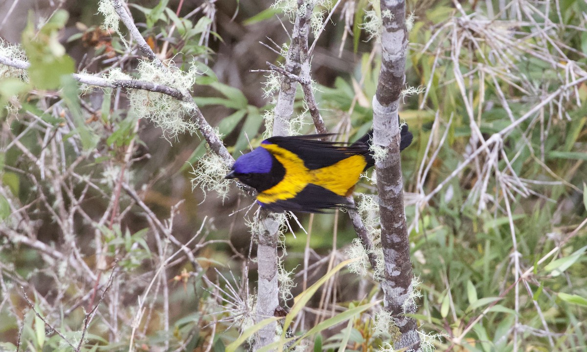 Golden-backed Mountain Tanager - ML614972326
