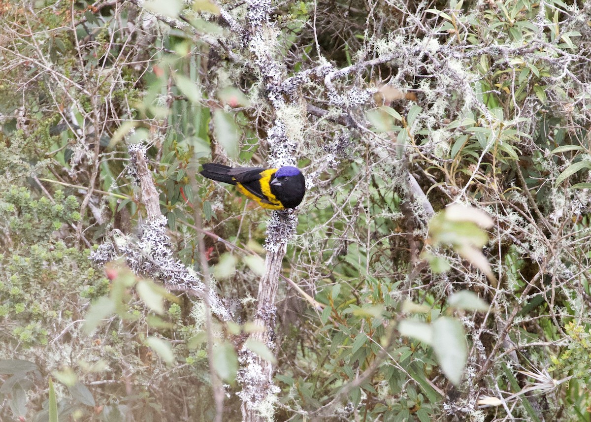 Golden-backed Mountain Tanager - ML614972327