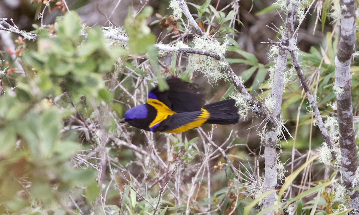 Golden-backed Mountain Tanager - ML614972328
