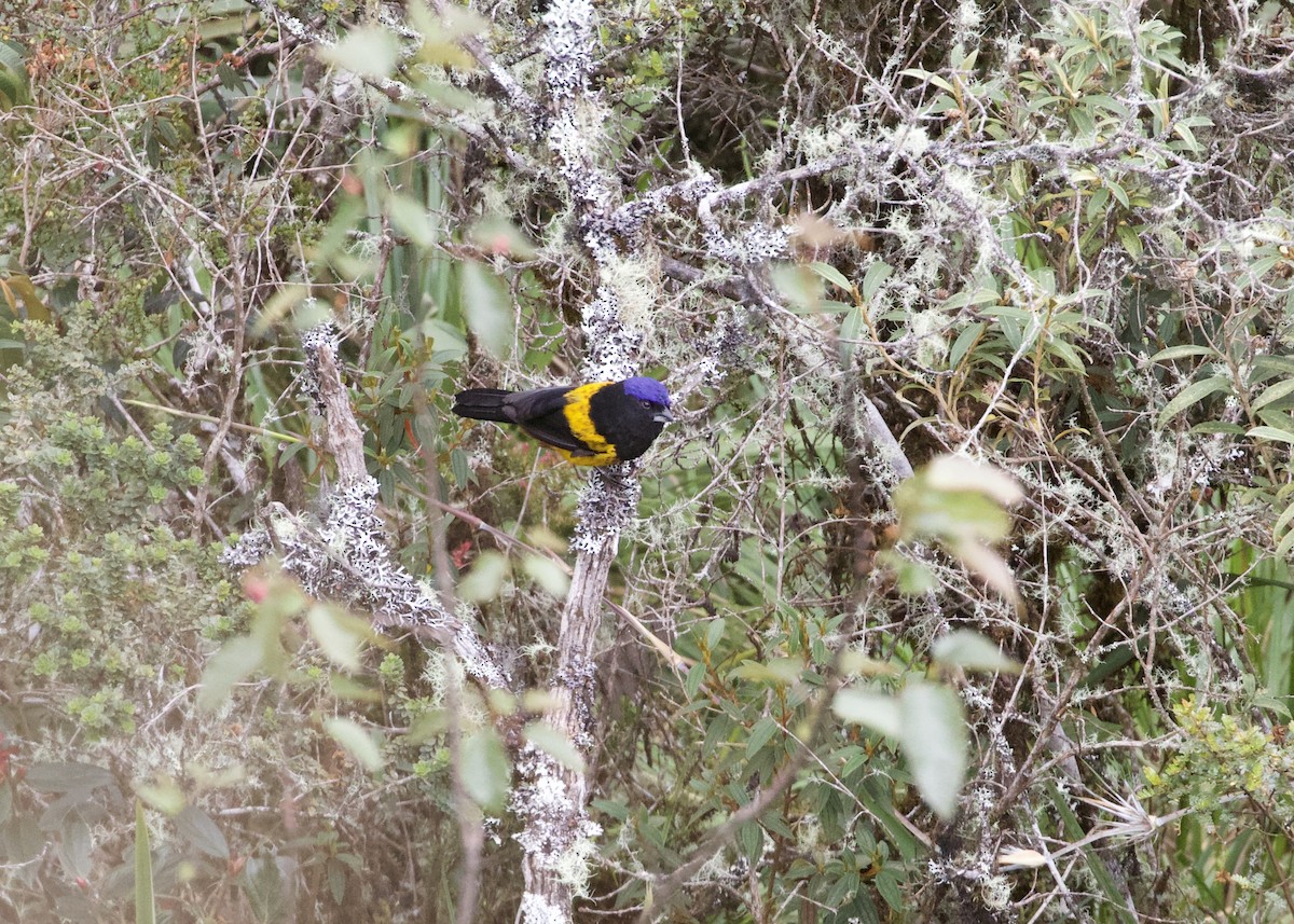 Golden-backed Mountain Tanager - ML614972329