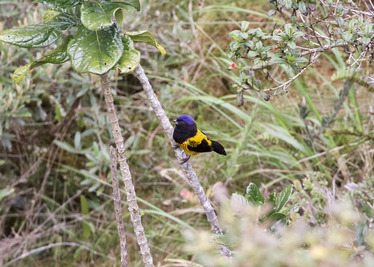 Golden-backed Mountain Tanager - ML614972330