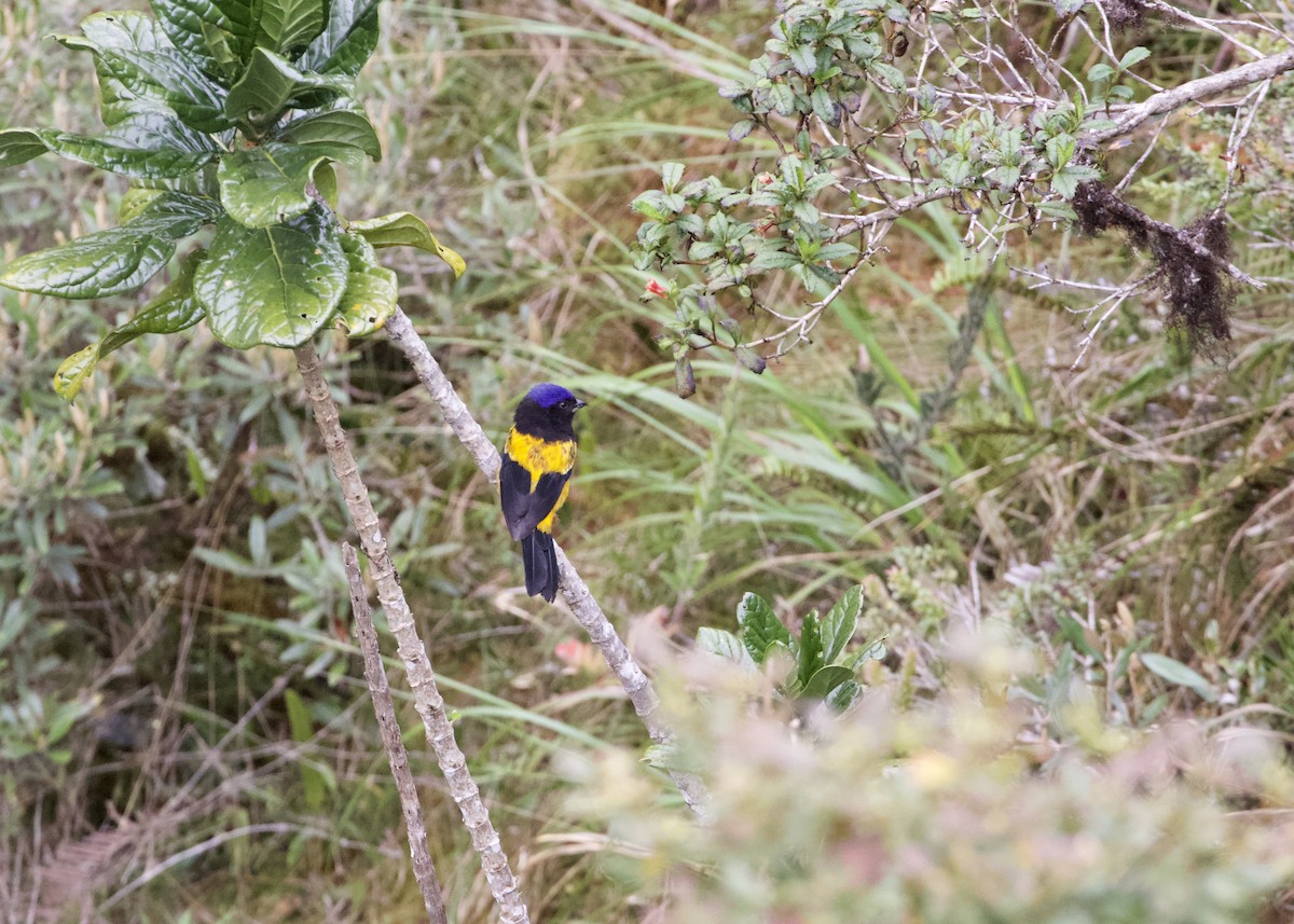 Golden-backed Mountain Tanager - ML614972332