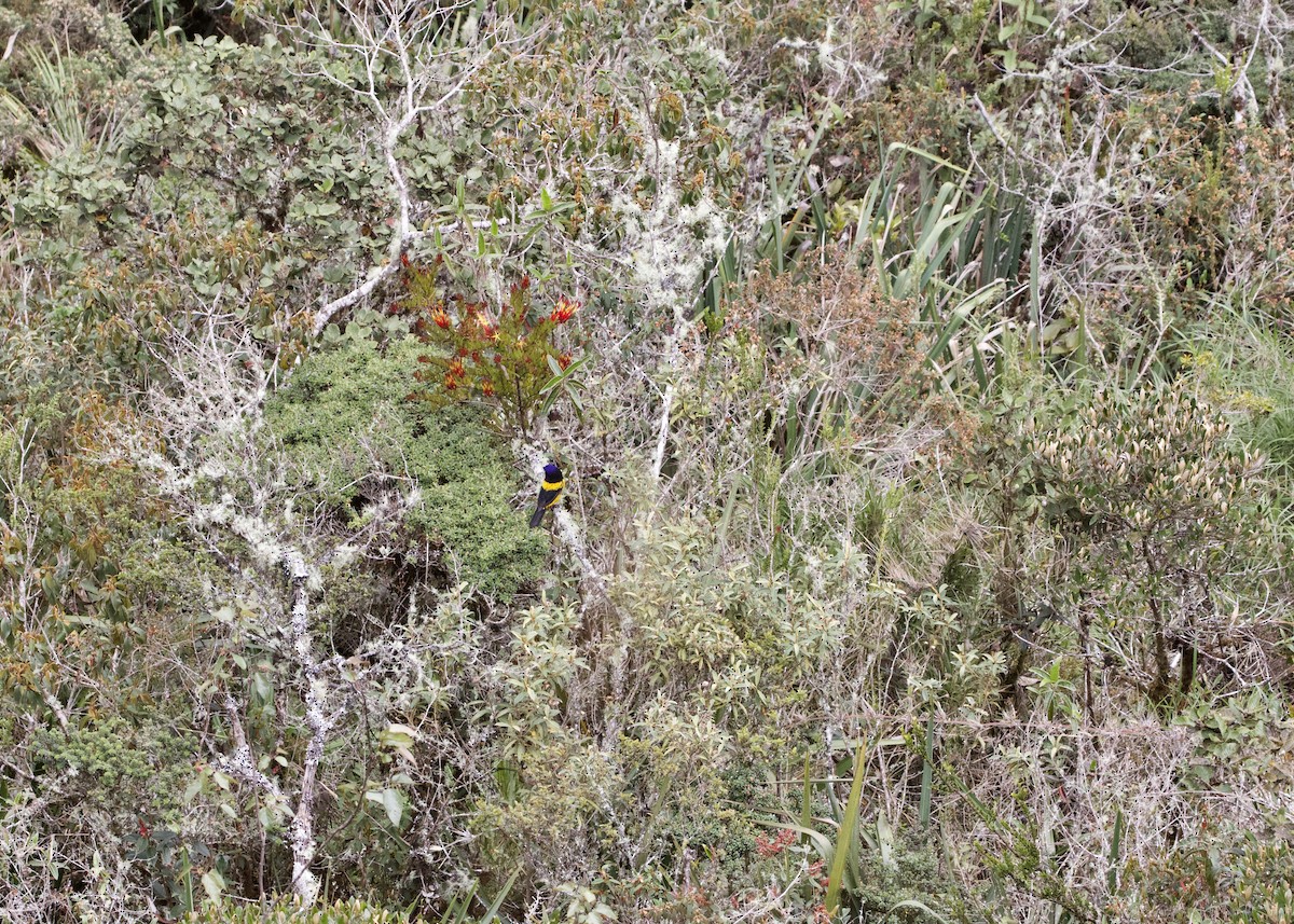 Golden-backed Mountain Tanager - ML614972333