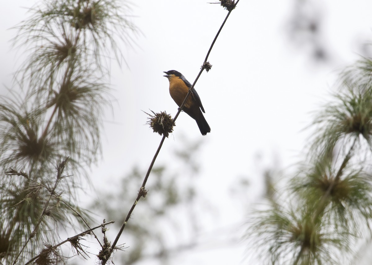 Chestnut-bellied Mountain Tanager - ML614972366