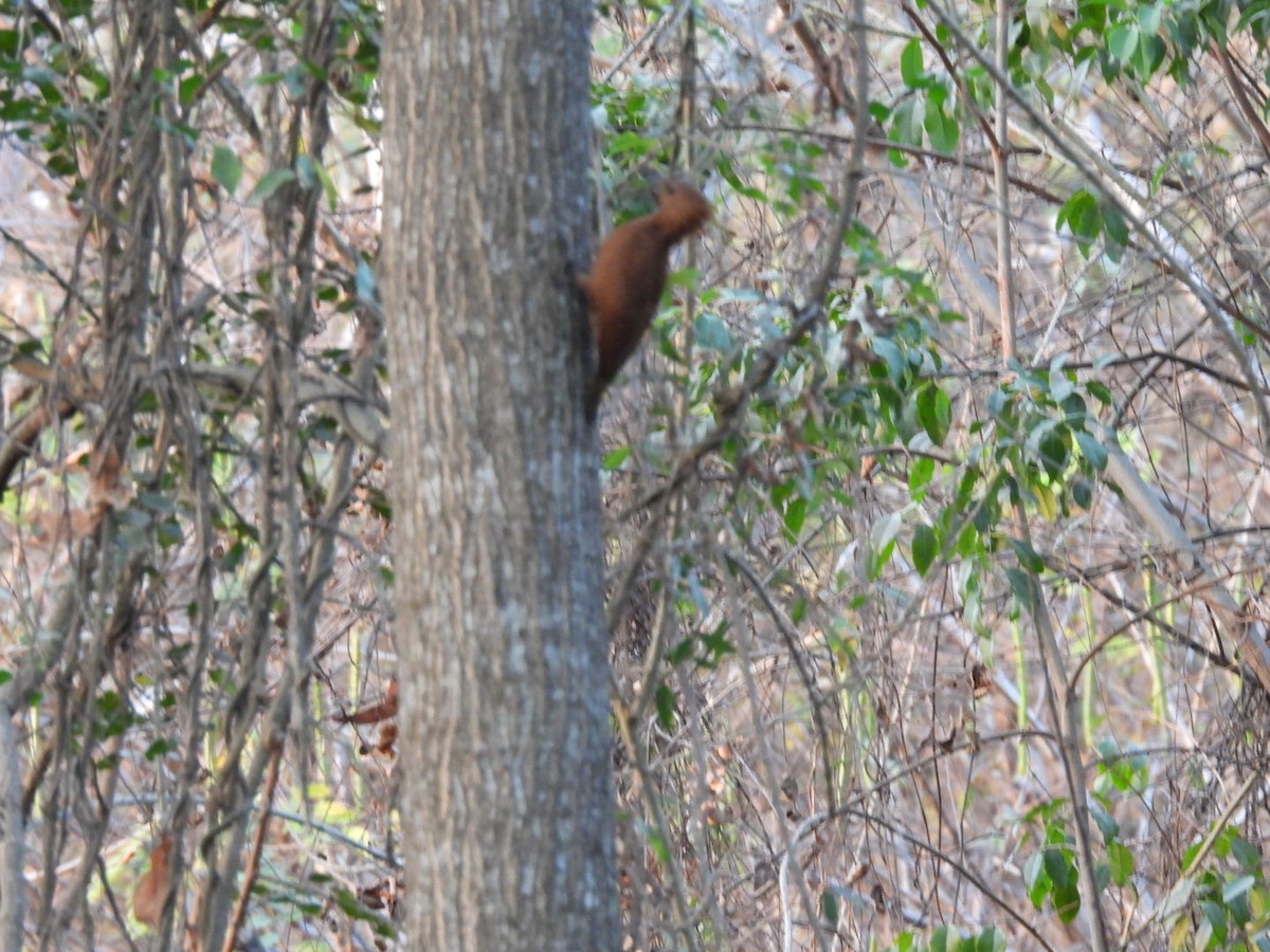 Rufous Woodpecker - ML614972375