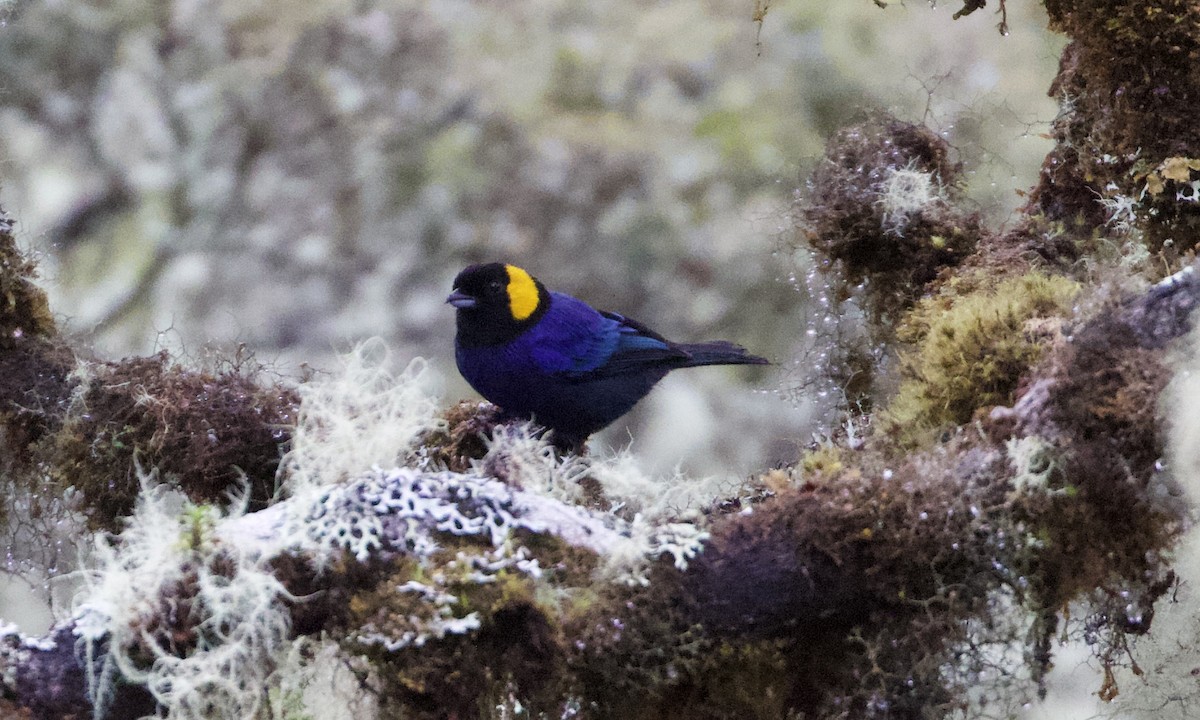Yellow-scarfed Tanager - ML614972407