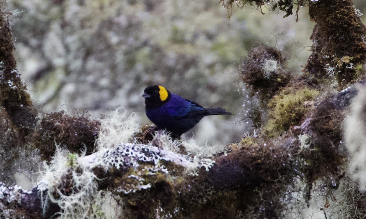 Yellow-scarfed Tanager - ML614972408