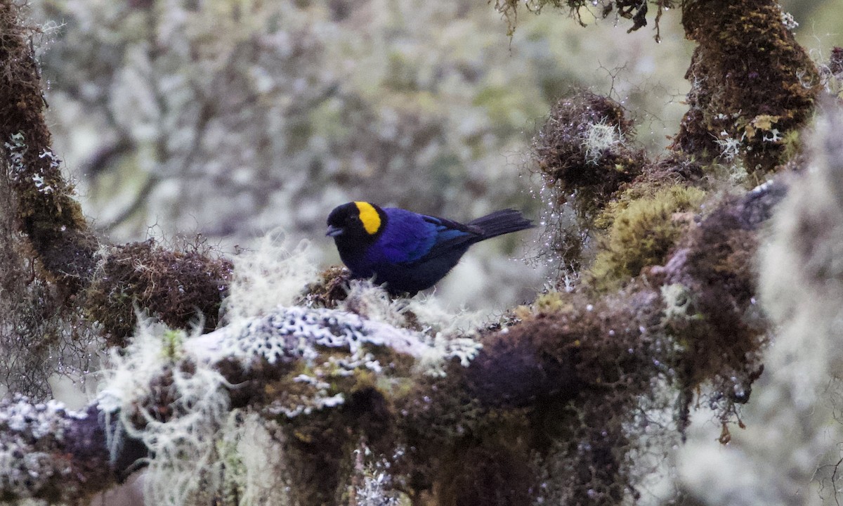 Yellow-scarfed Tanager - ML614972409