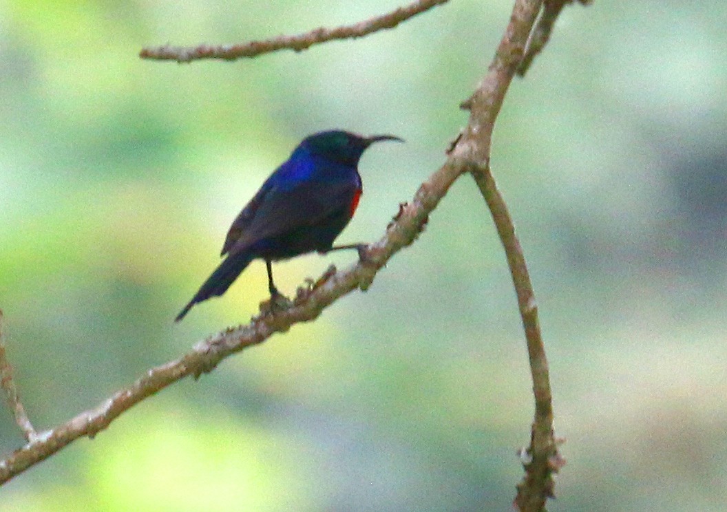 Red-chested Sunbird - ML614972416
