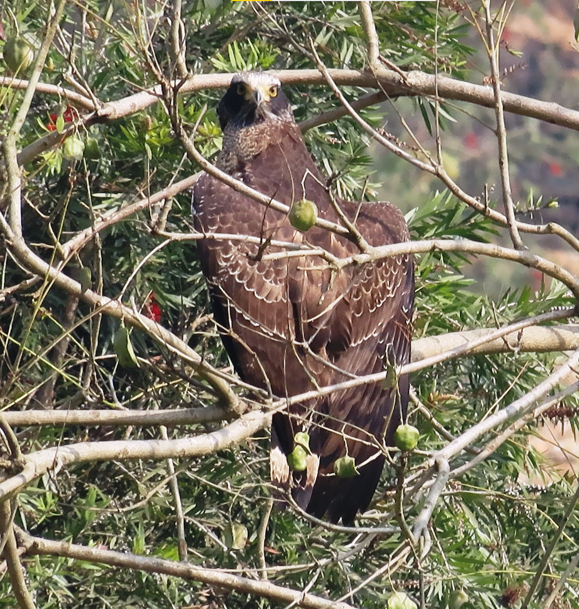 Crested Serpent-Eagle - ML614972454