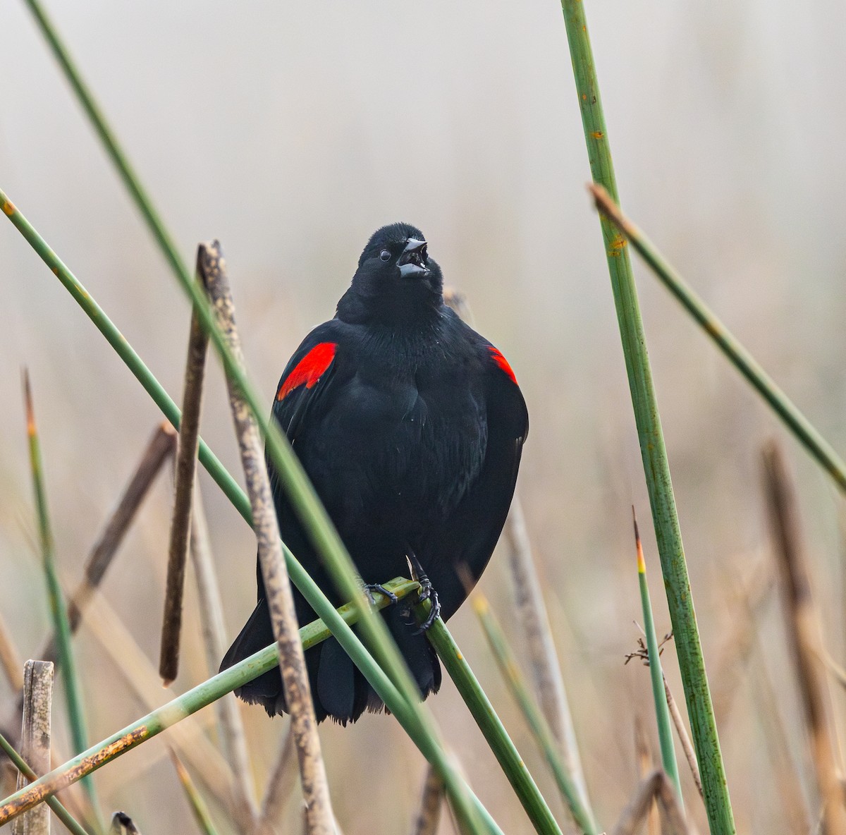 Red-winged Blackbird - ML614972514