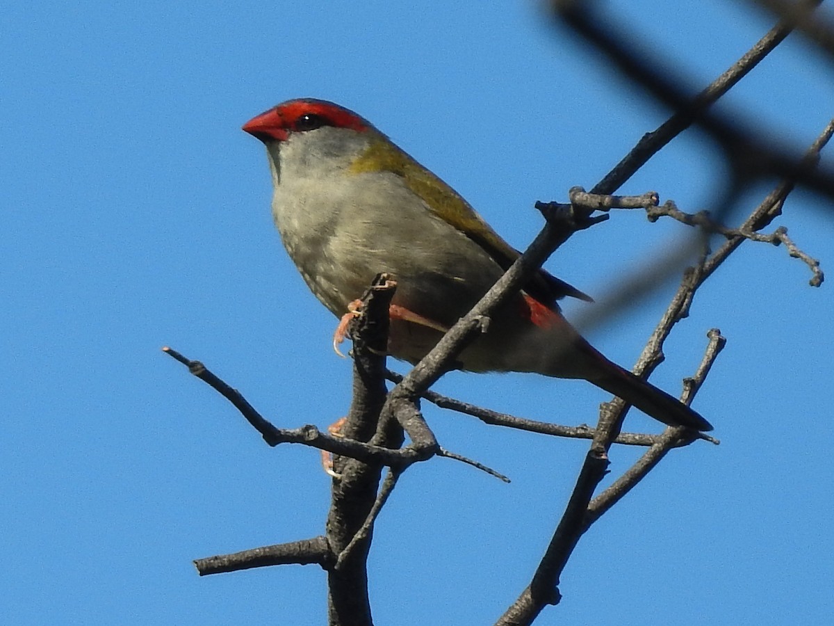 Red-browed Firetail - ML614972516