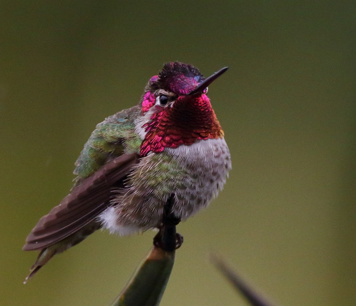Anna's Hummingbird - ML614972526