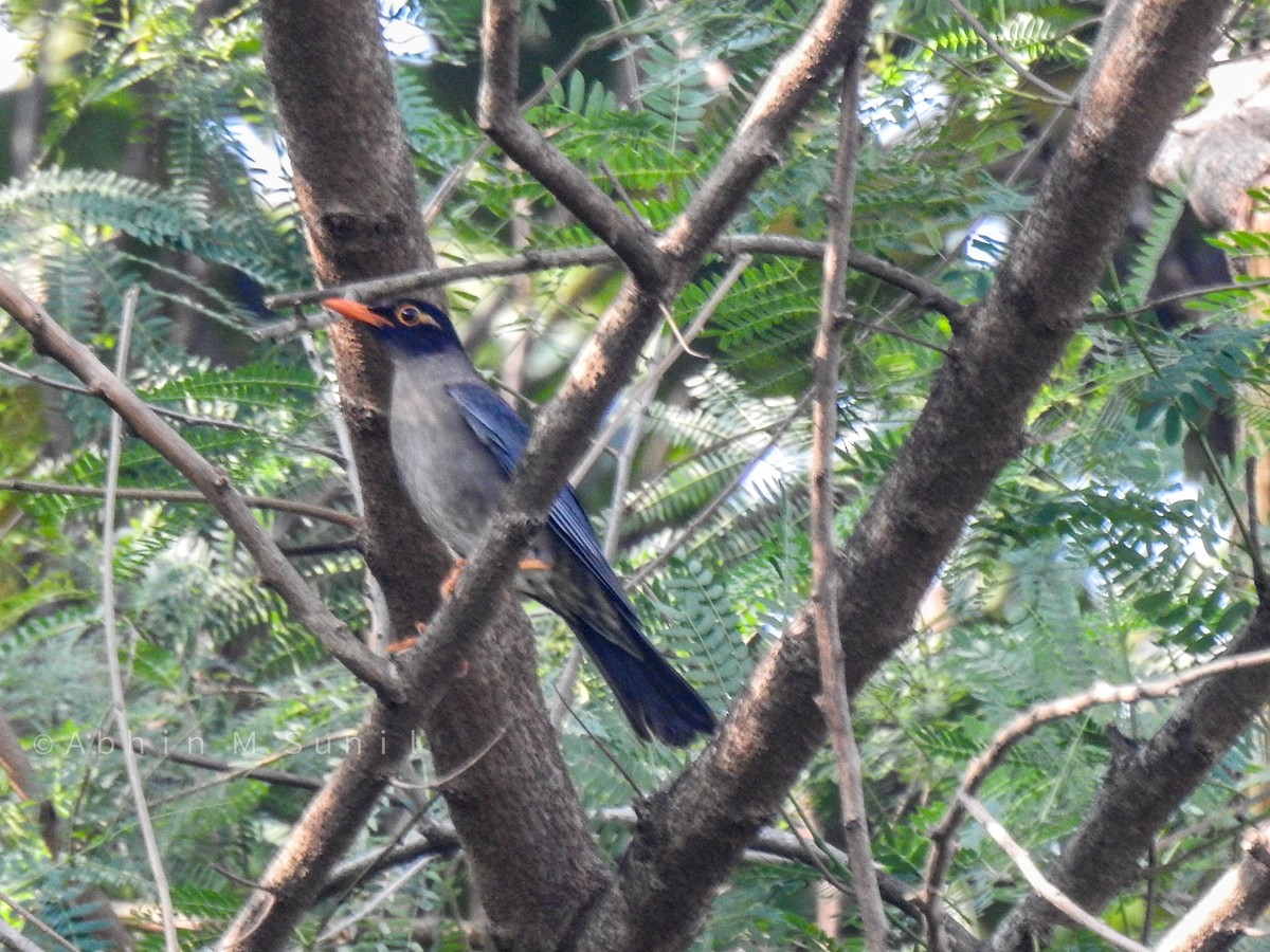 Indian Blackbird (Black-capped) - ML614972541