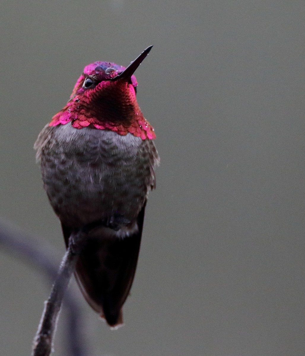 Anna's Hummingbird - ML614972555