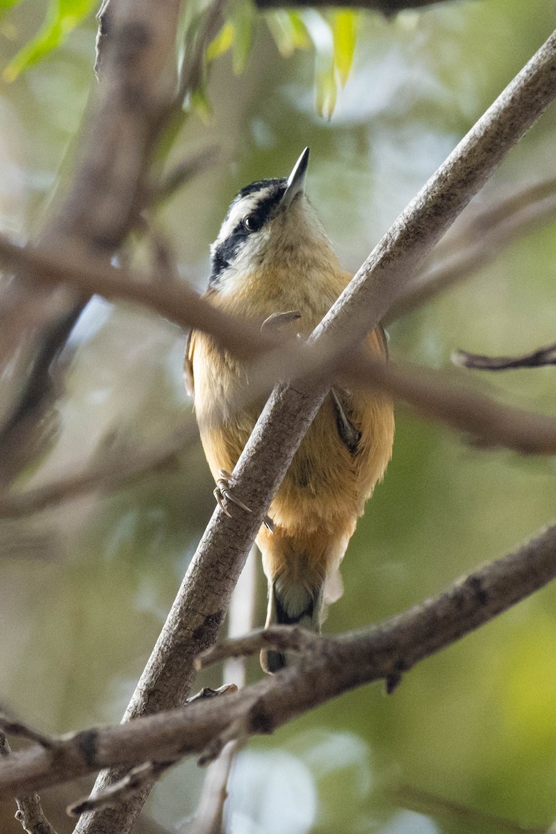 Red-breasted Nuthatch - ML614972557
