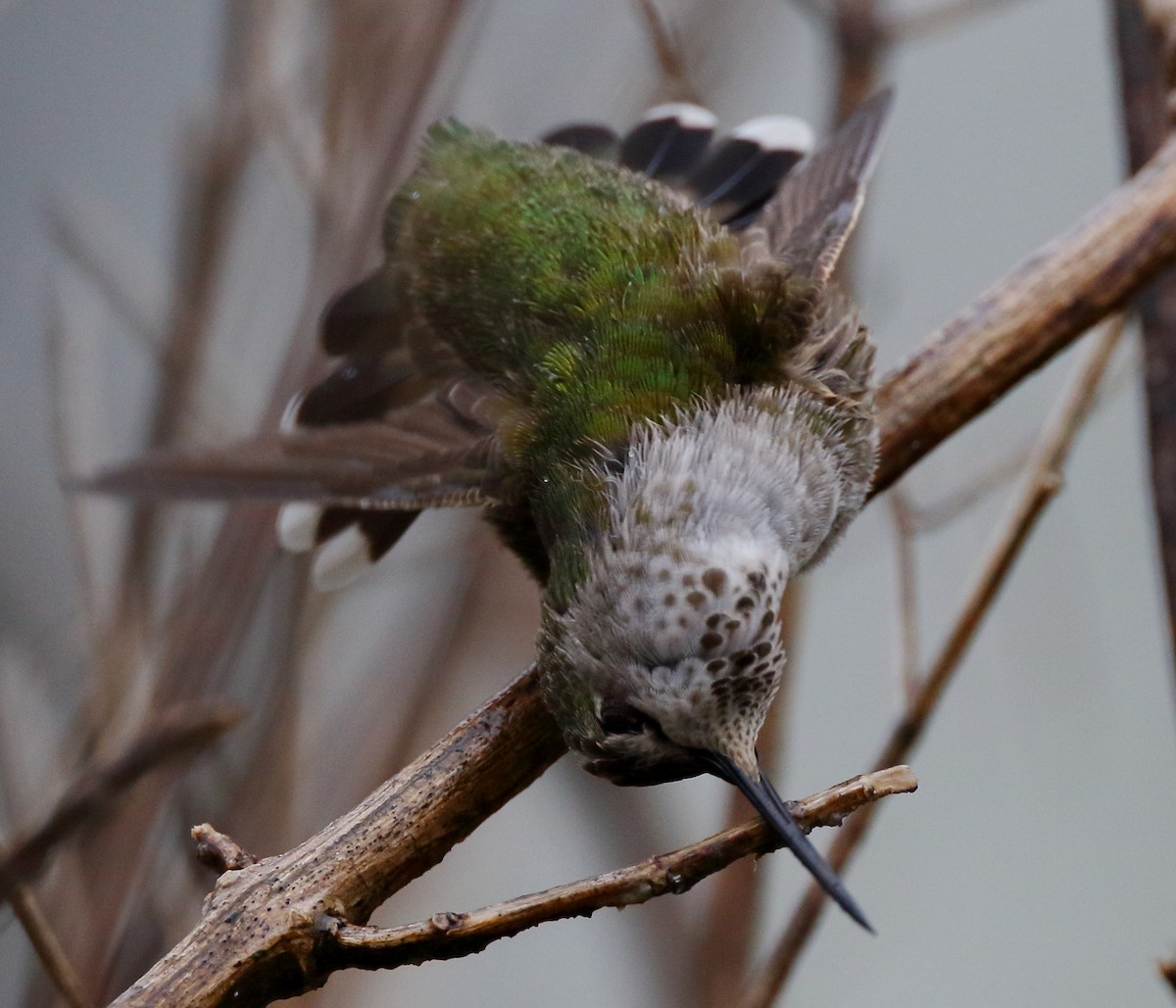 Anna's Hummingbird - ML614972570