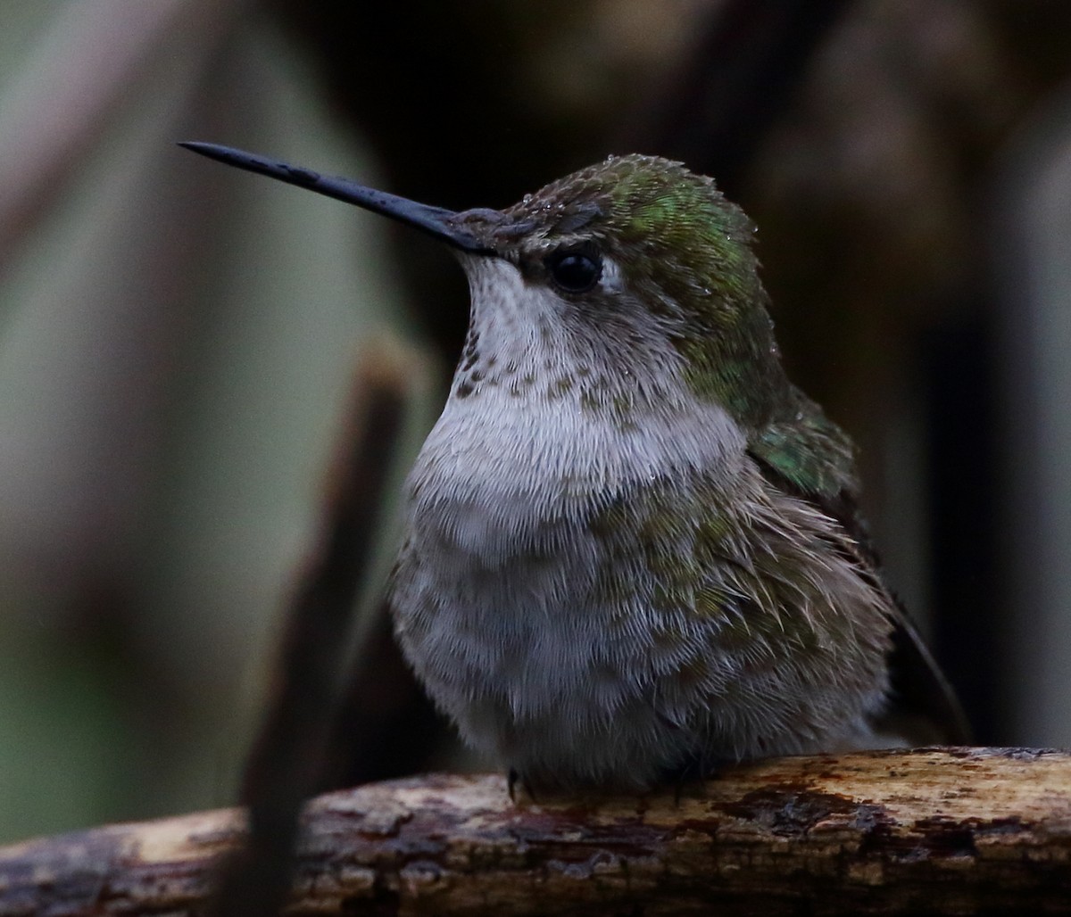Anna's Hummingbird - ML614972581
