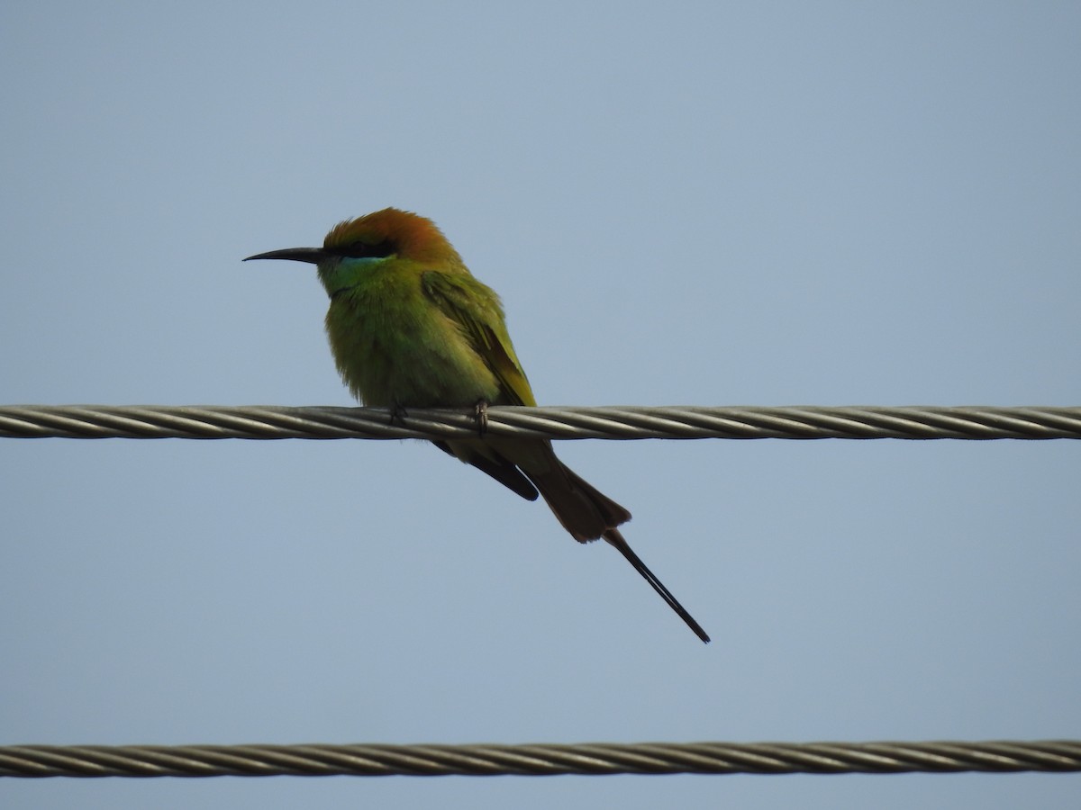 Asian Green Bee-eater - ML614973032