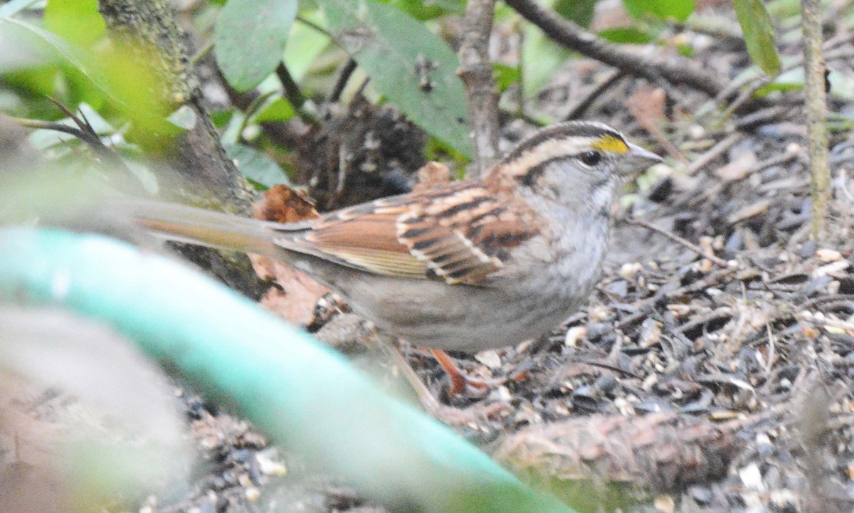 White-throated Sparrow - ML614973139