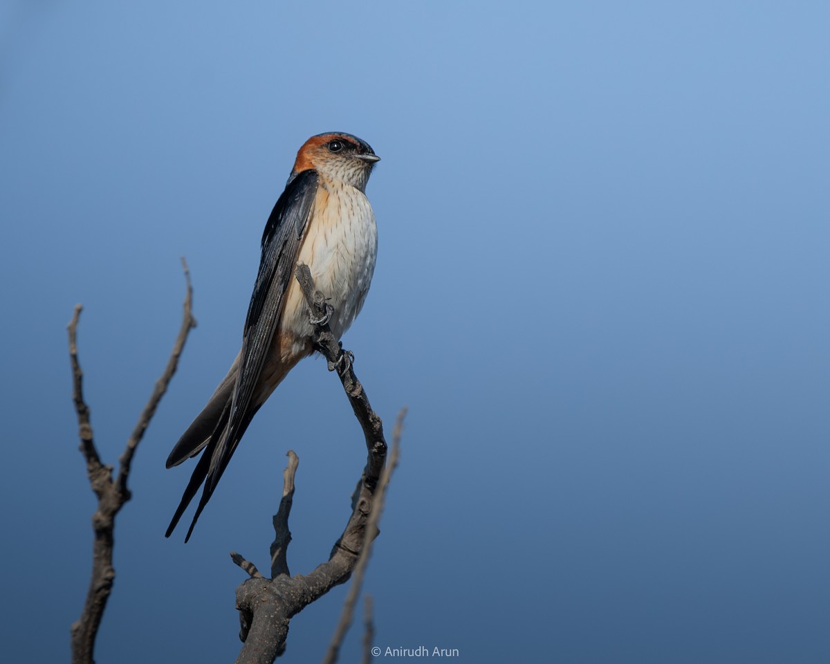 Red-rumped Swallow - ML614973316