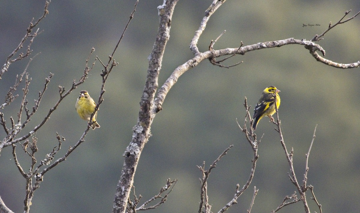 Yellow-breasted Greenfinch - ML614973336