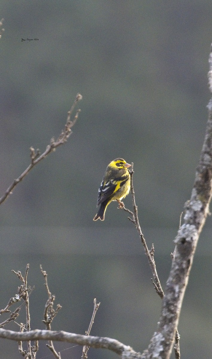 Yellow-breasted Greenfinch - ML614973337