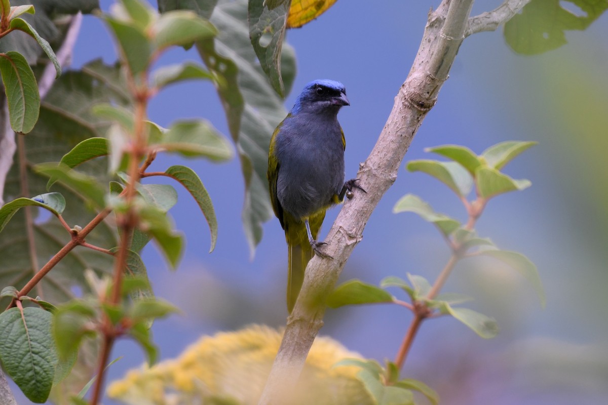 Blue-capped Tanager - ML614973581