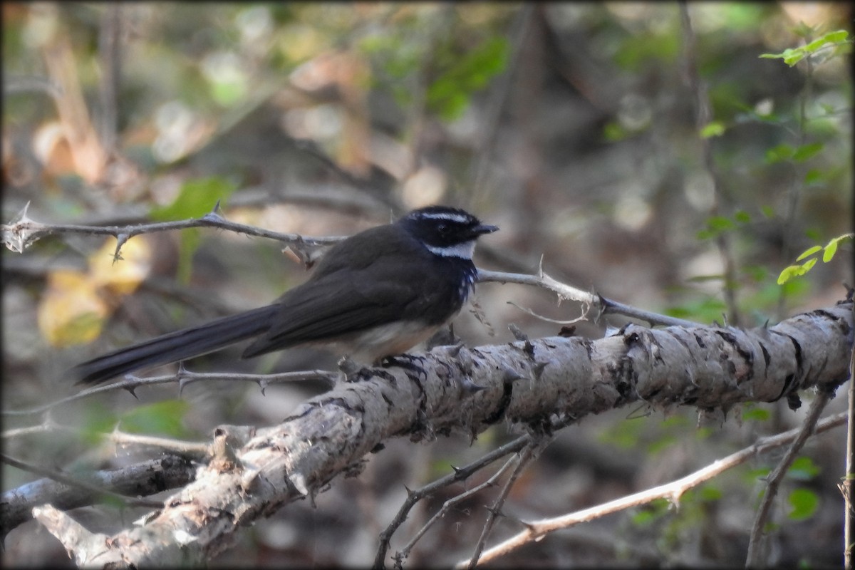 Spot-breasted Fantail - ML614973611