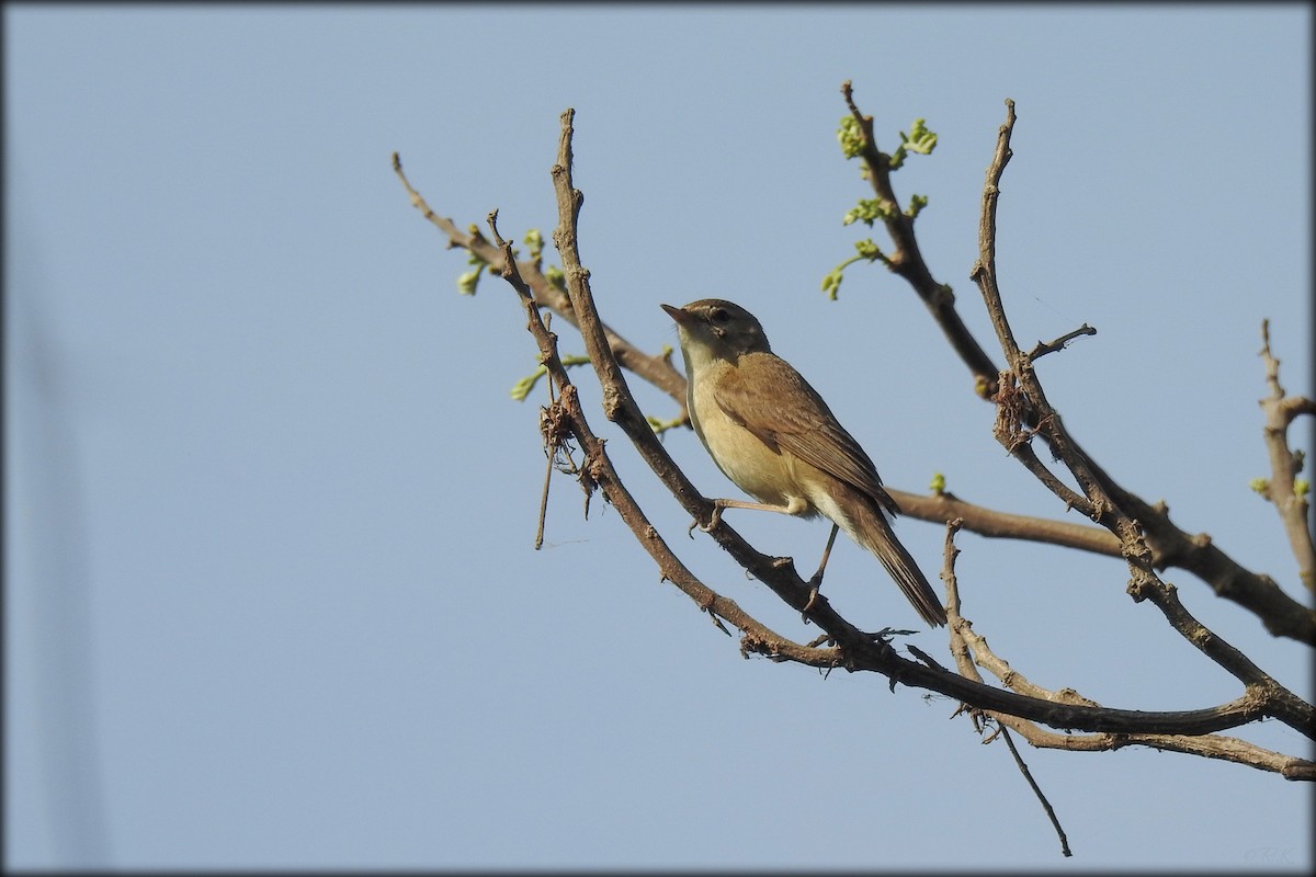 Booted Warbler - ML614973625
