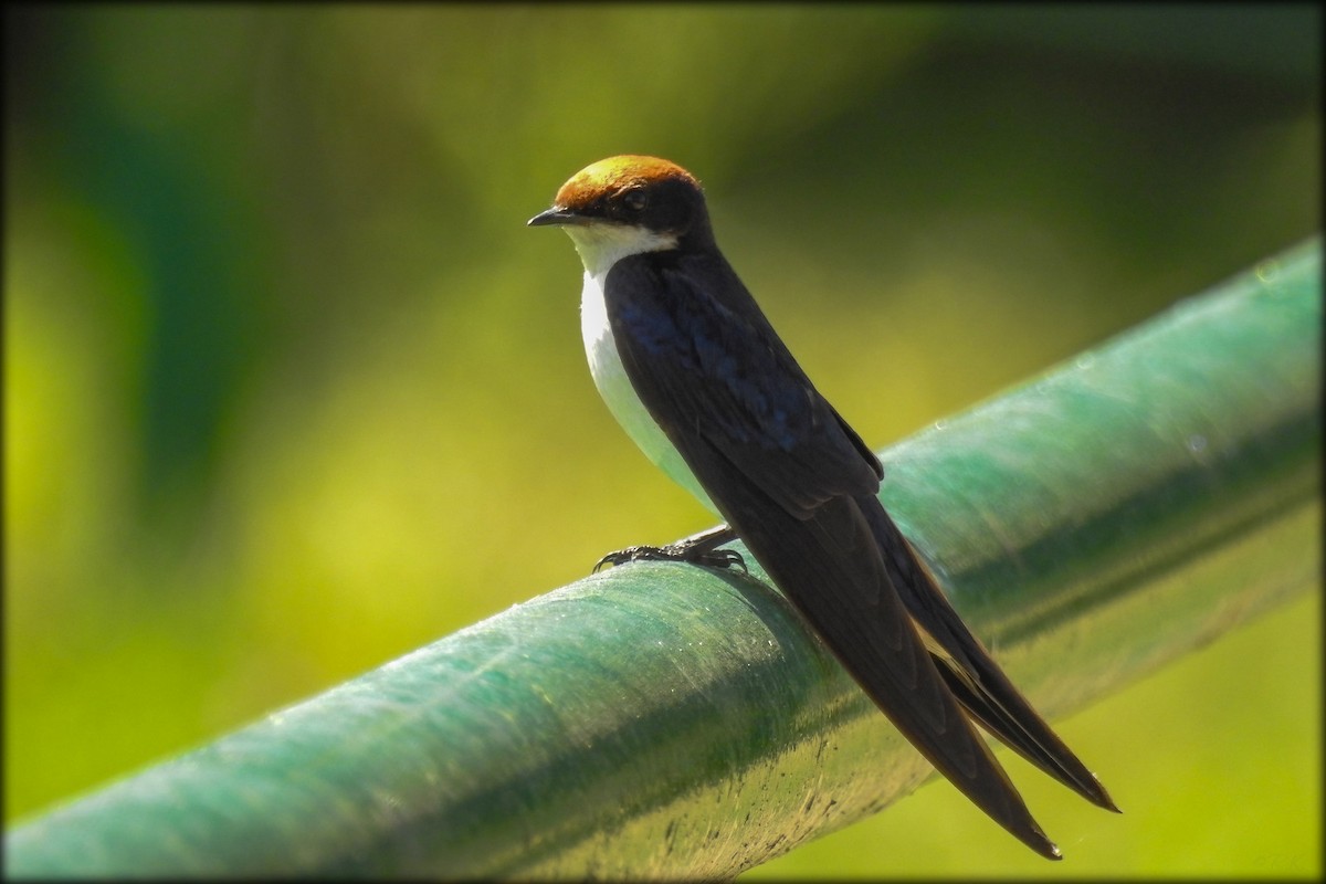 Wire-tailed Swallow - ML614973640