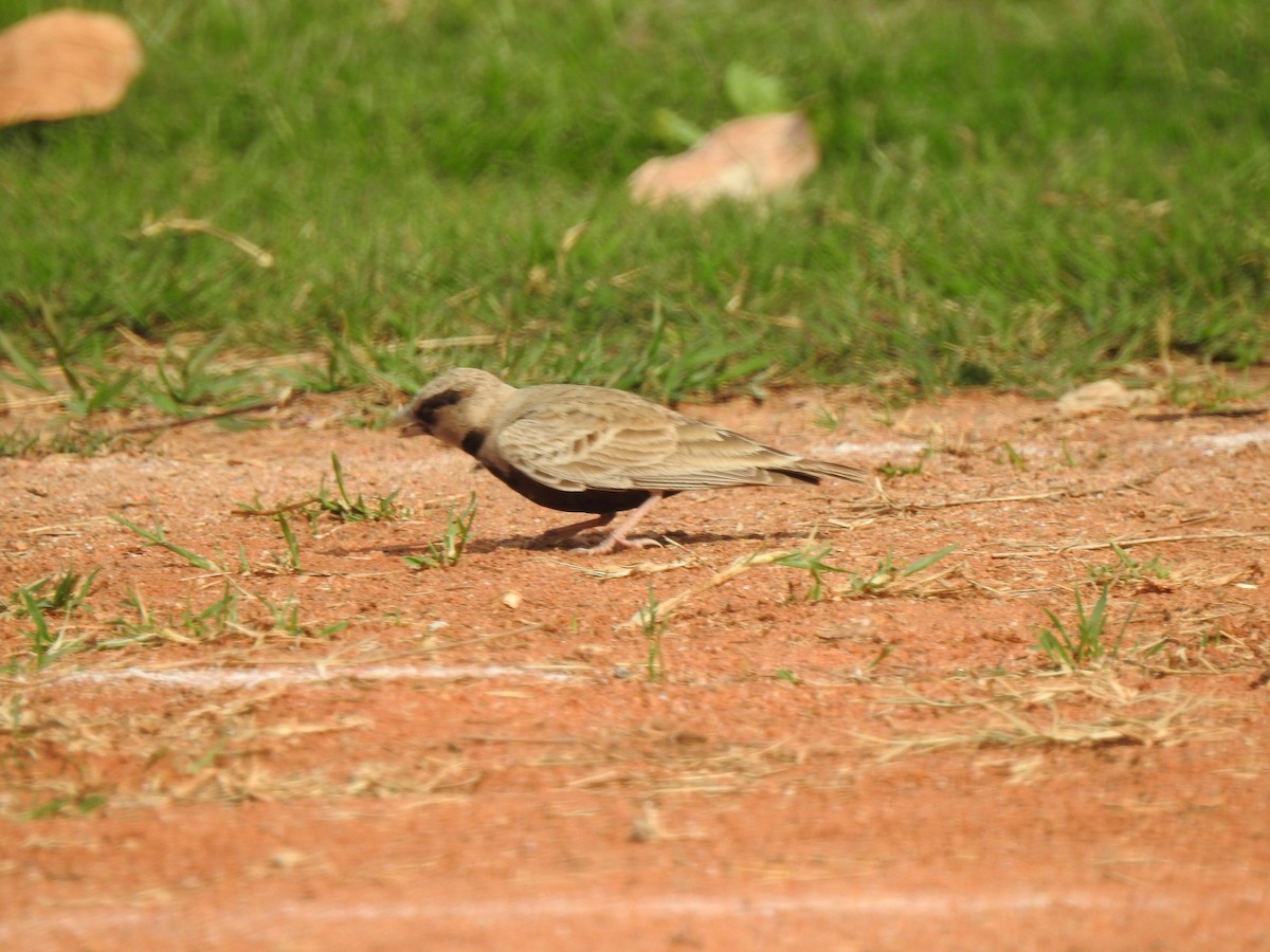 Ashy-crowned Sparrow-Lark - ML614973656